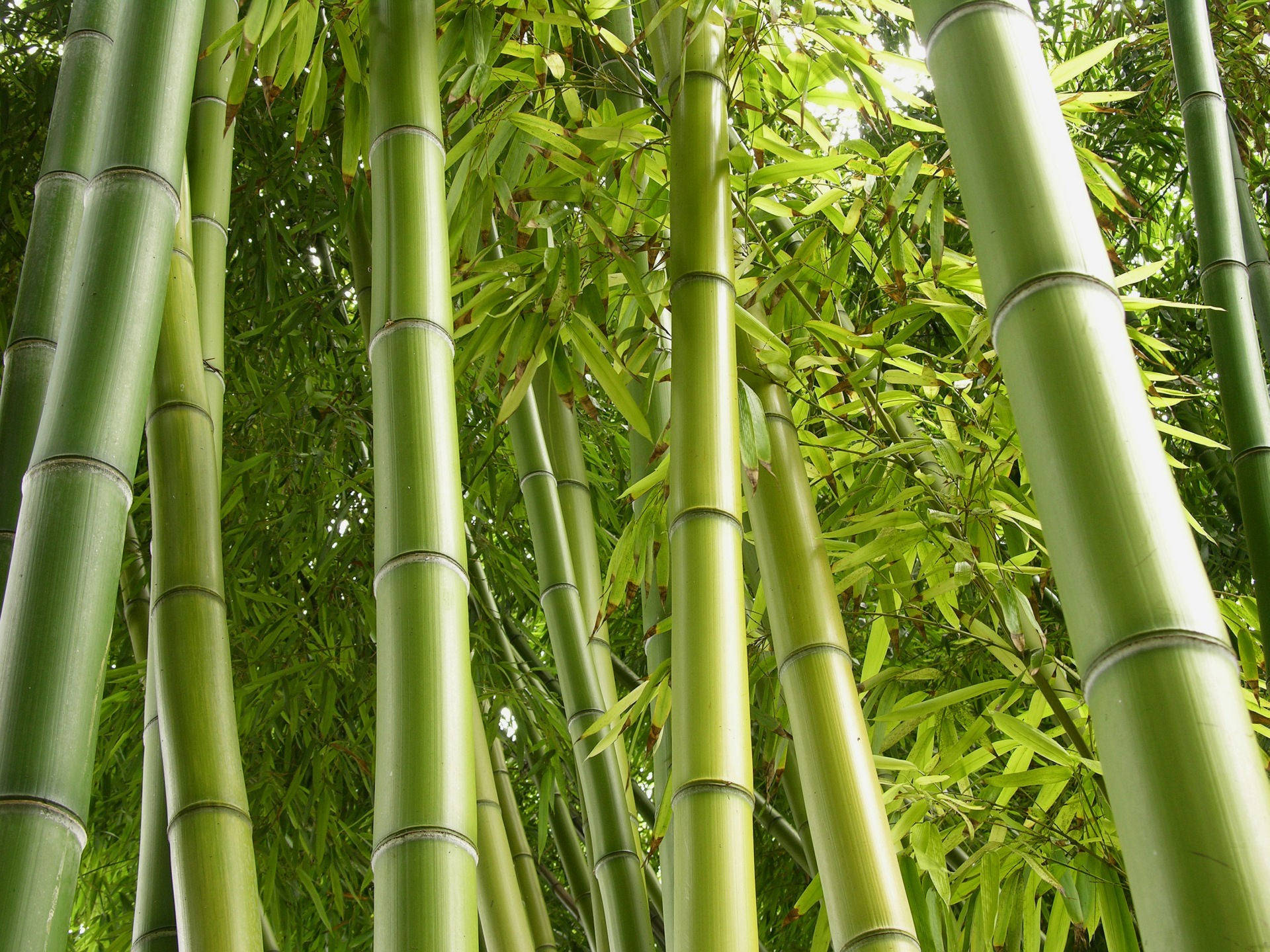Bamboo HD Wallpaper