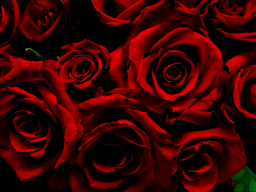 Dark Red Roses Wallpaper