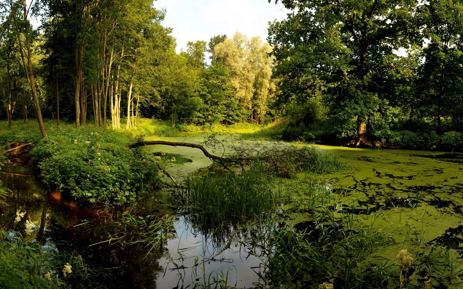Beautiful Forest Lake Wetland HD Desktop Wallpaper