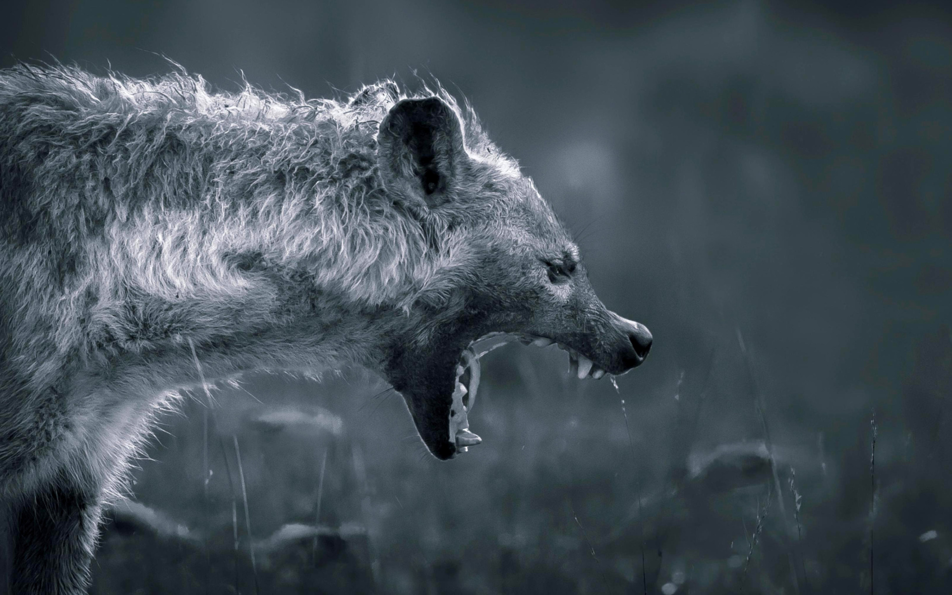 Hyena On Hunting Wallpaper For Widescreen Desktop Pc