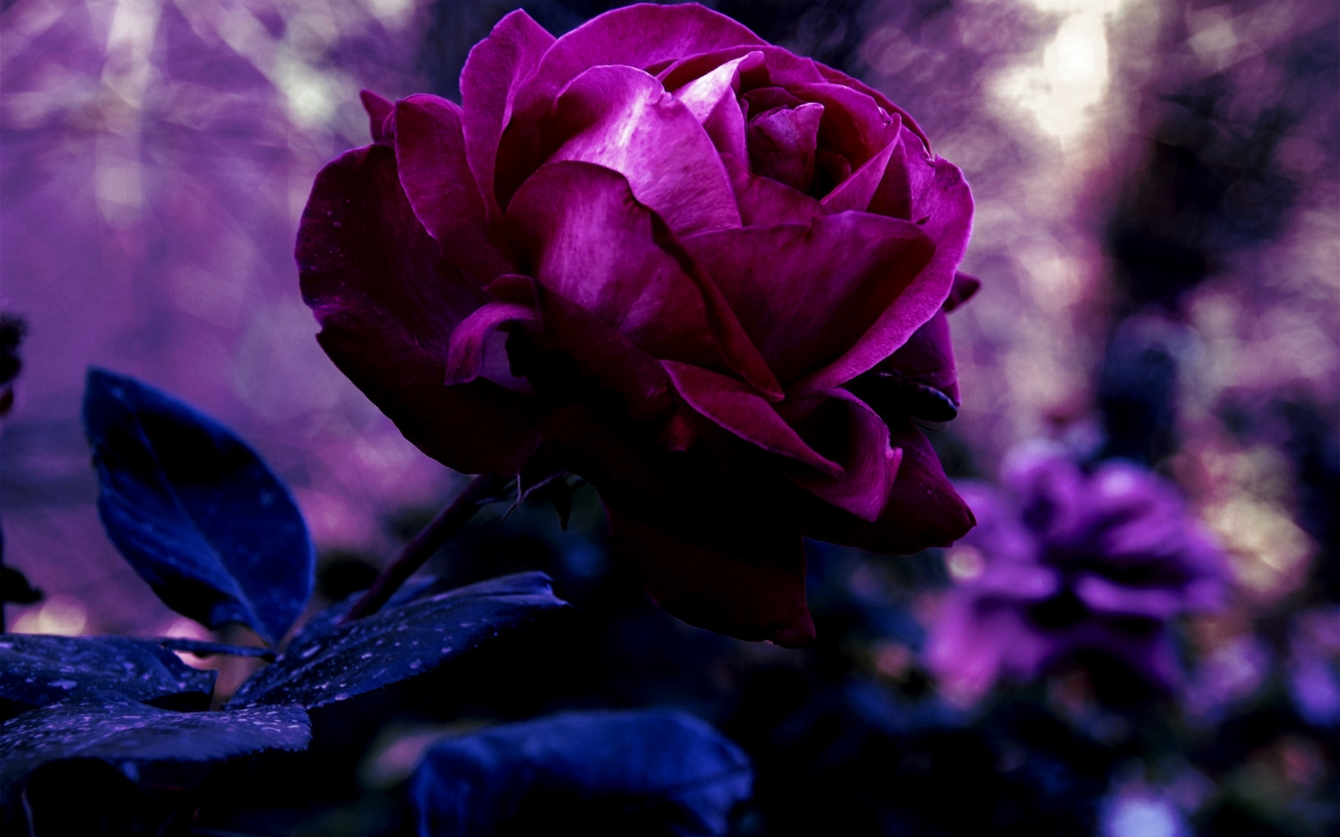 Purple Rose Wallpapers HD Wallpapers Early