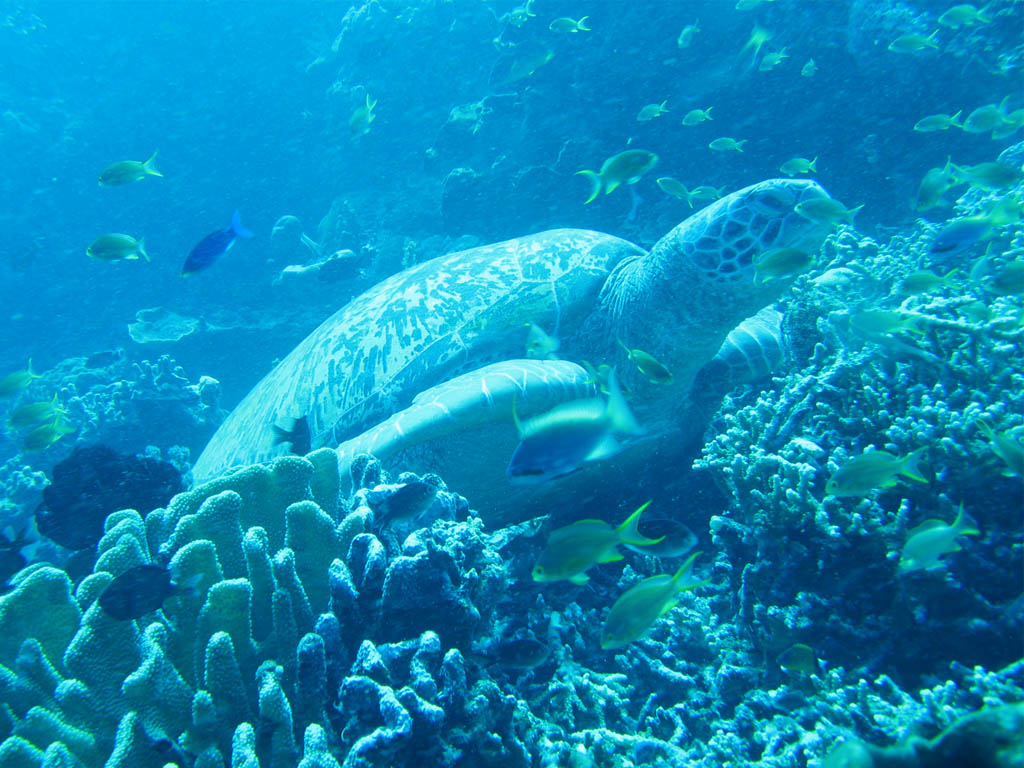 Deep Sea Turtle Desktop Wallpaper Background