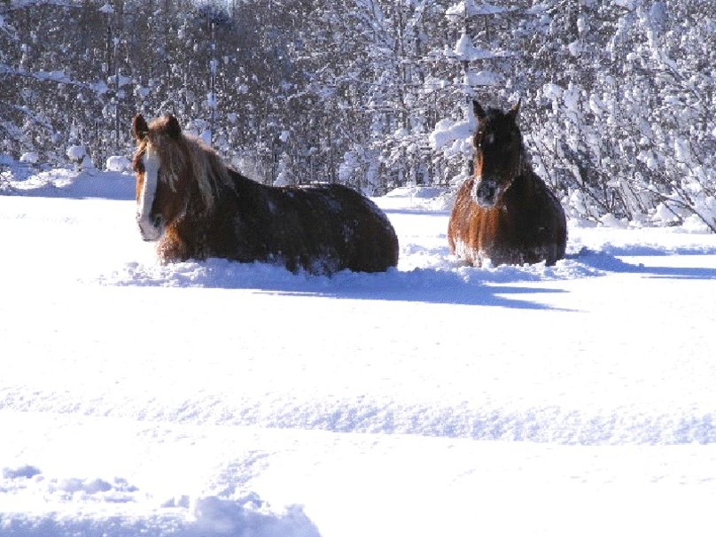 Horses In Snow Wallpaper