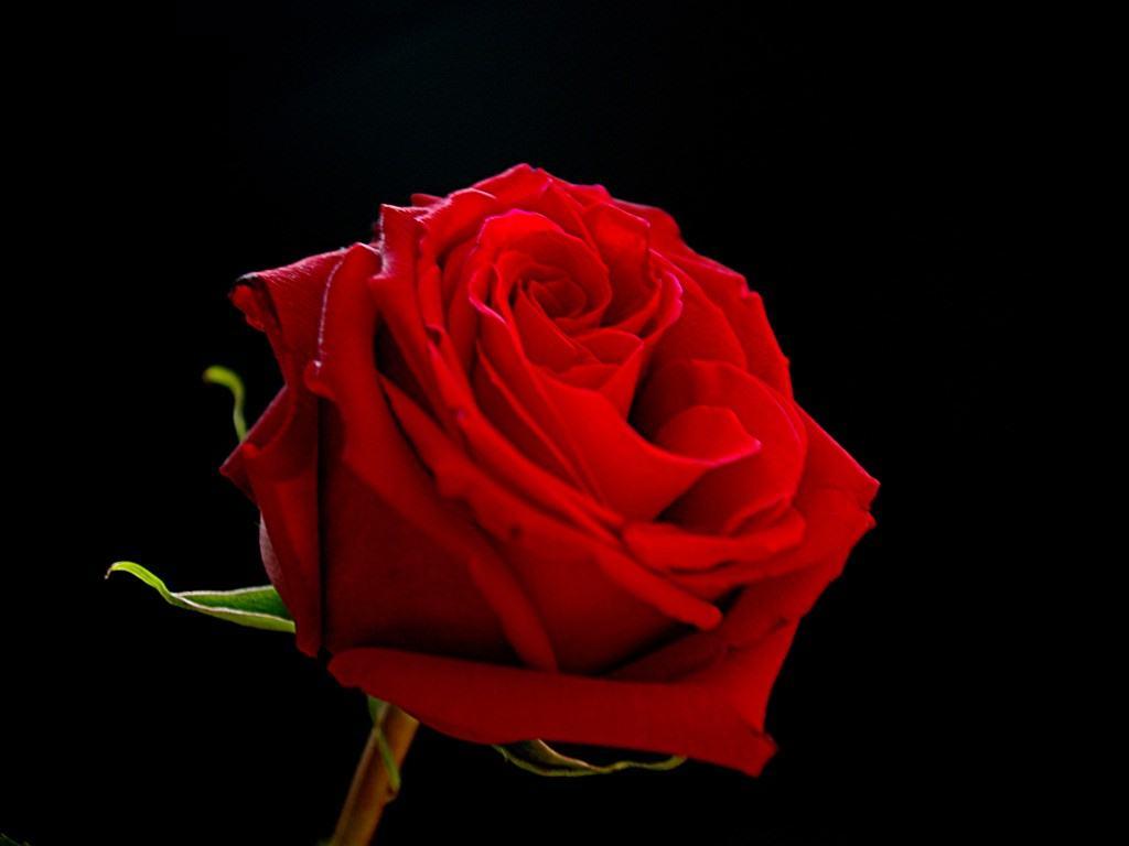 Free Download Red Roses On Black Backgrounds 1024x768 For Your