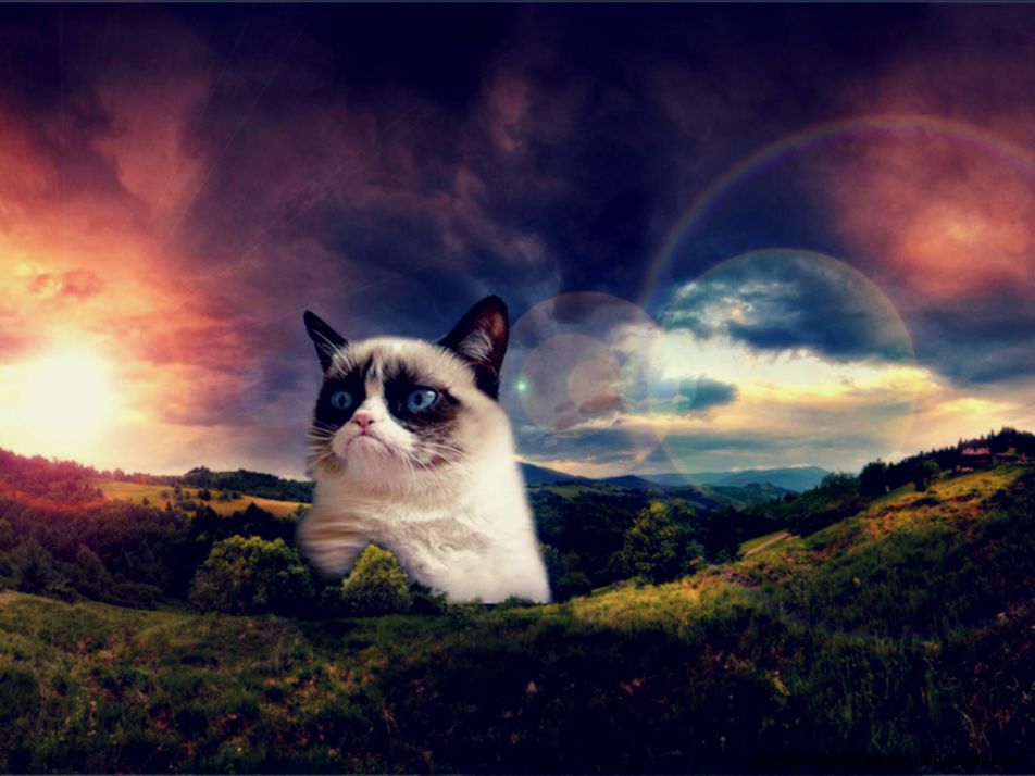 Get Your Grumpy Cat Wallpaper