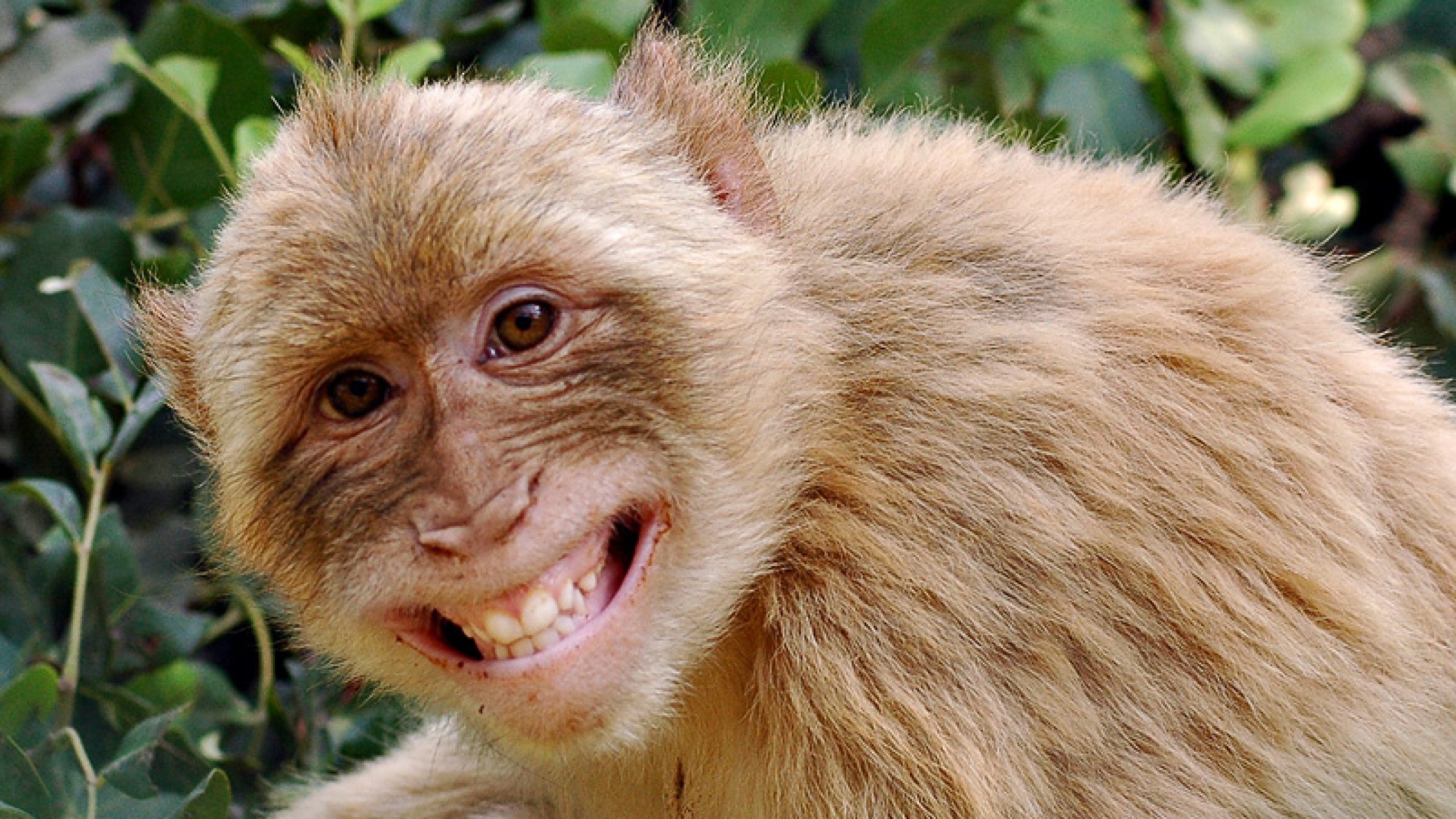 Funny Monkey Wallpaper Desktop Widescreen