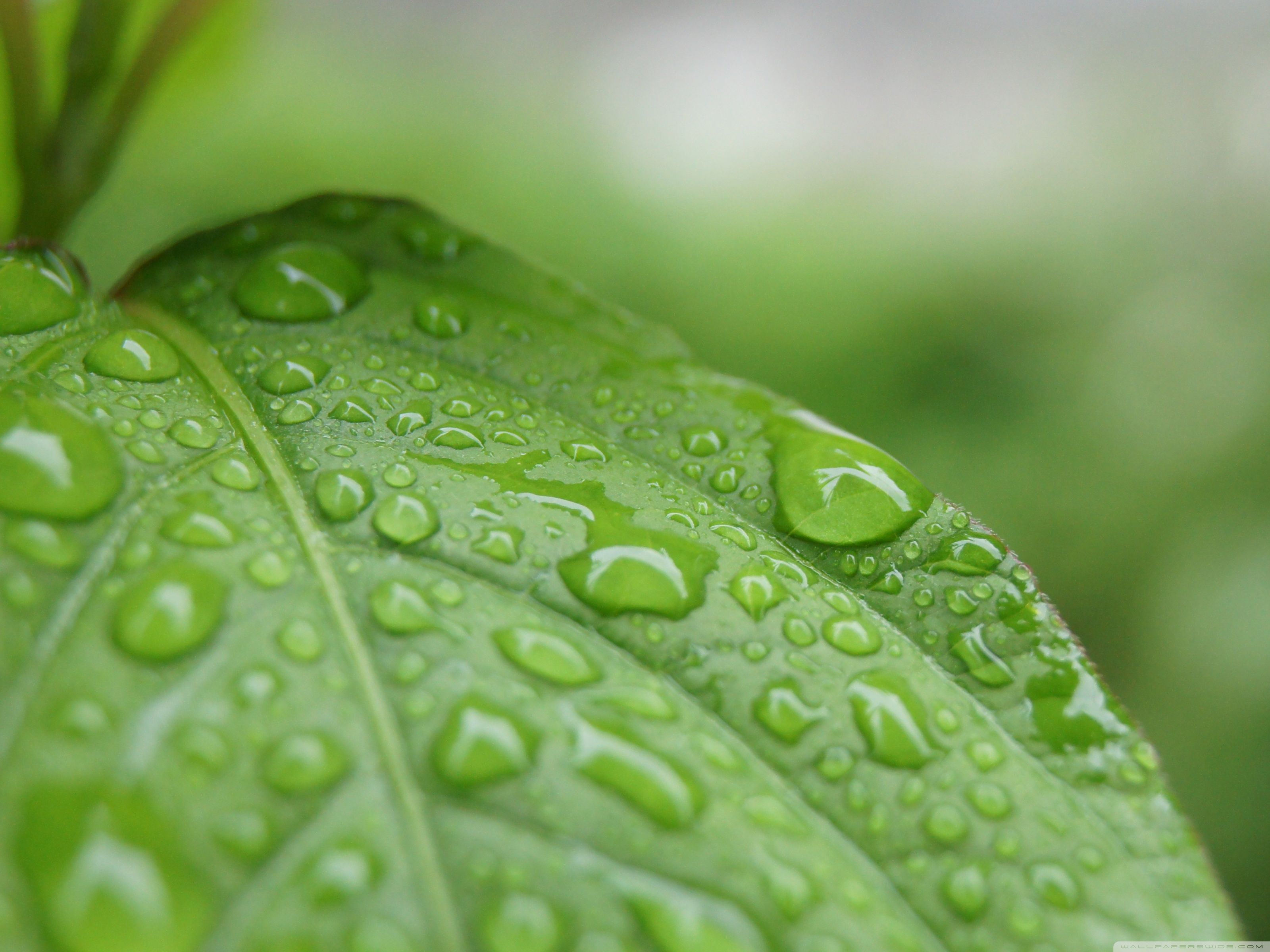 Beautiful Rain Wallpaper