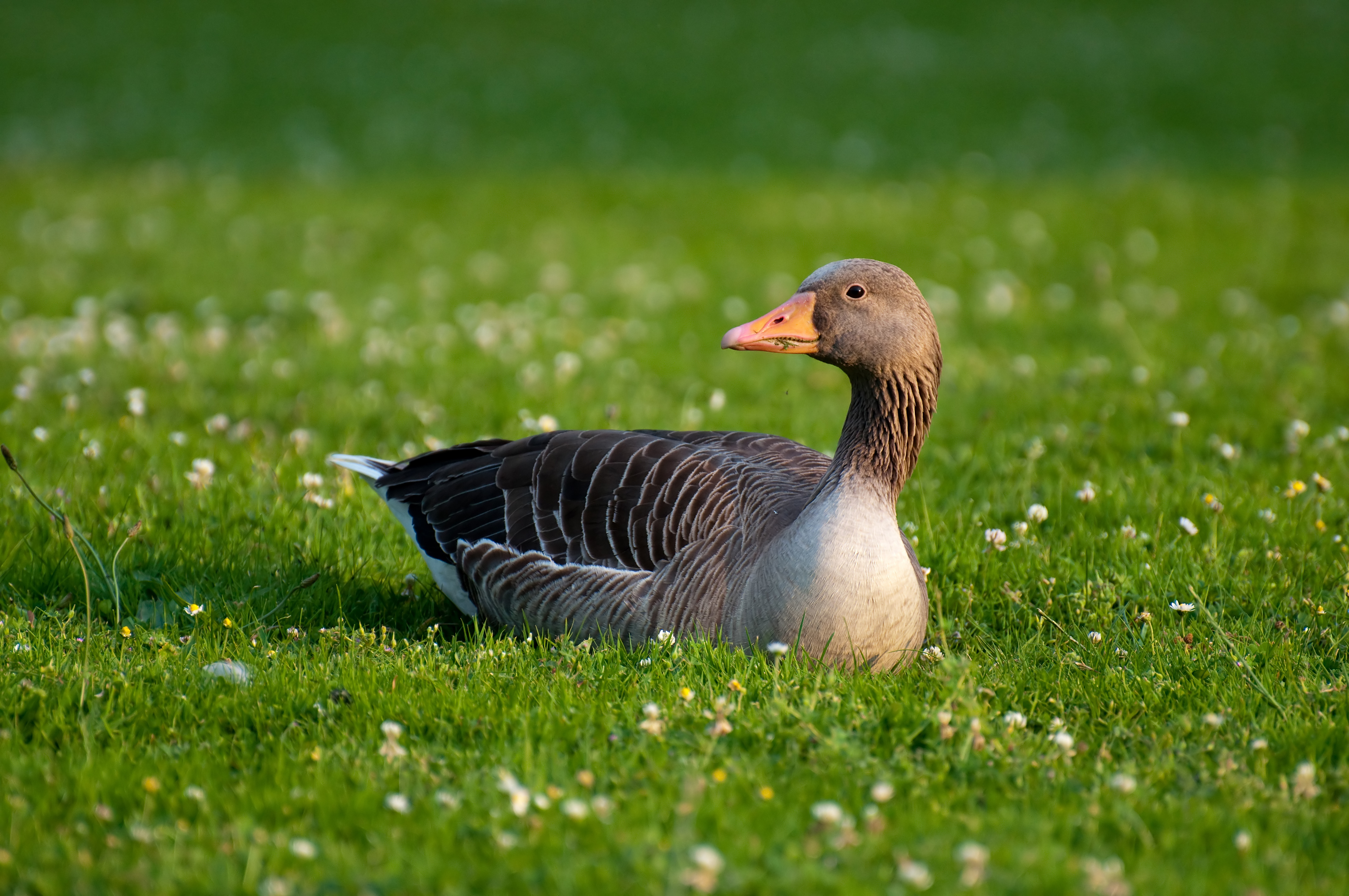 Goose 4k Ultra HD Wallpaper And Image