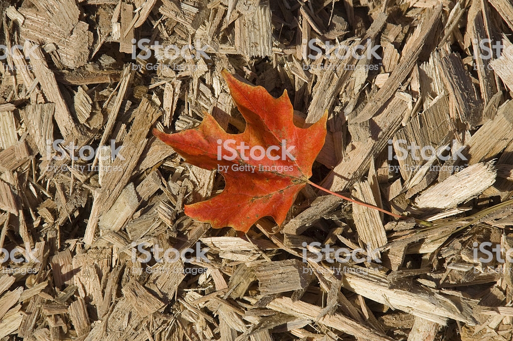 Leaf With Woodchip Background Stock Photo Image Now