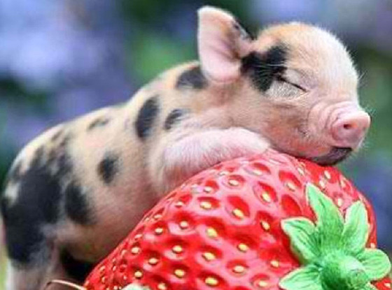His Adorable Pet Piglet Which Means Its Time for a Baby Pig Party