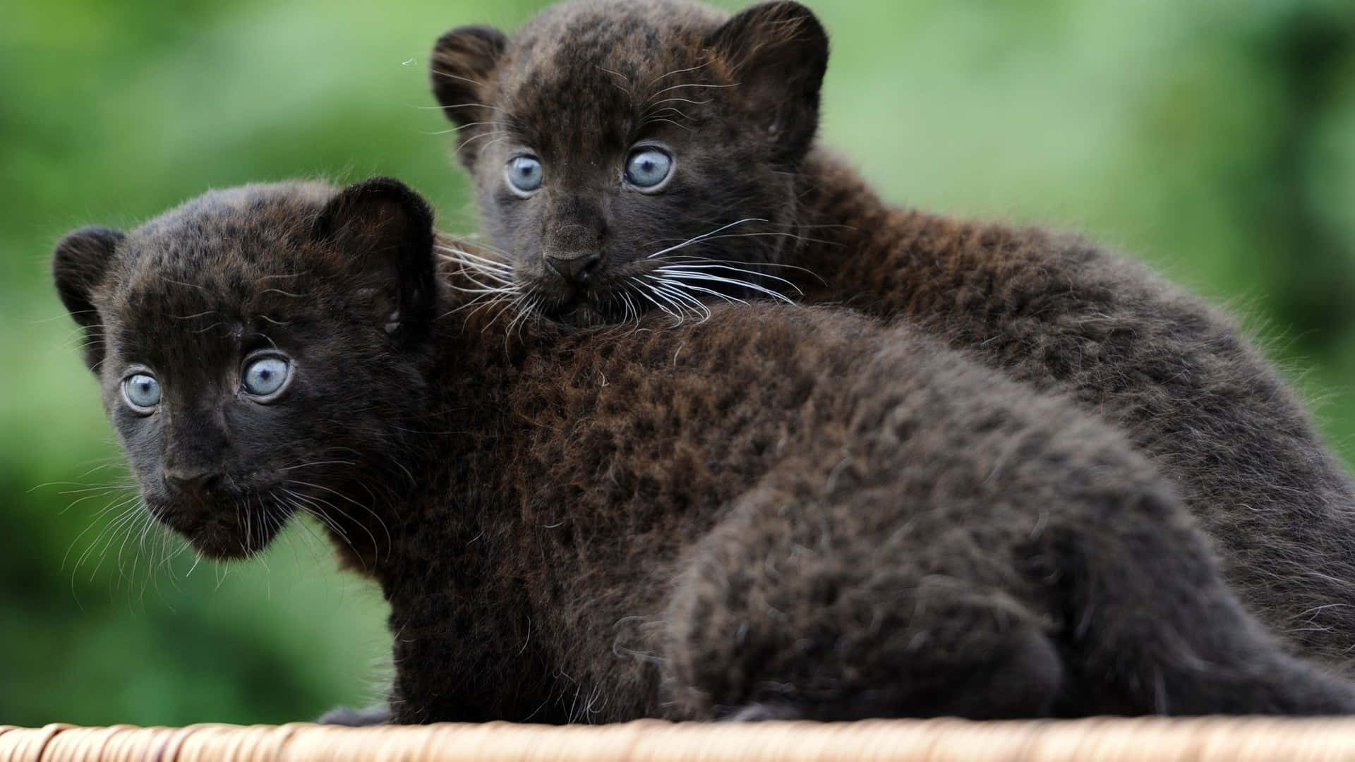 Dark Animals Wallpaper