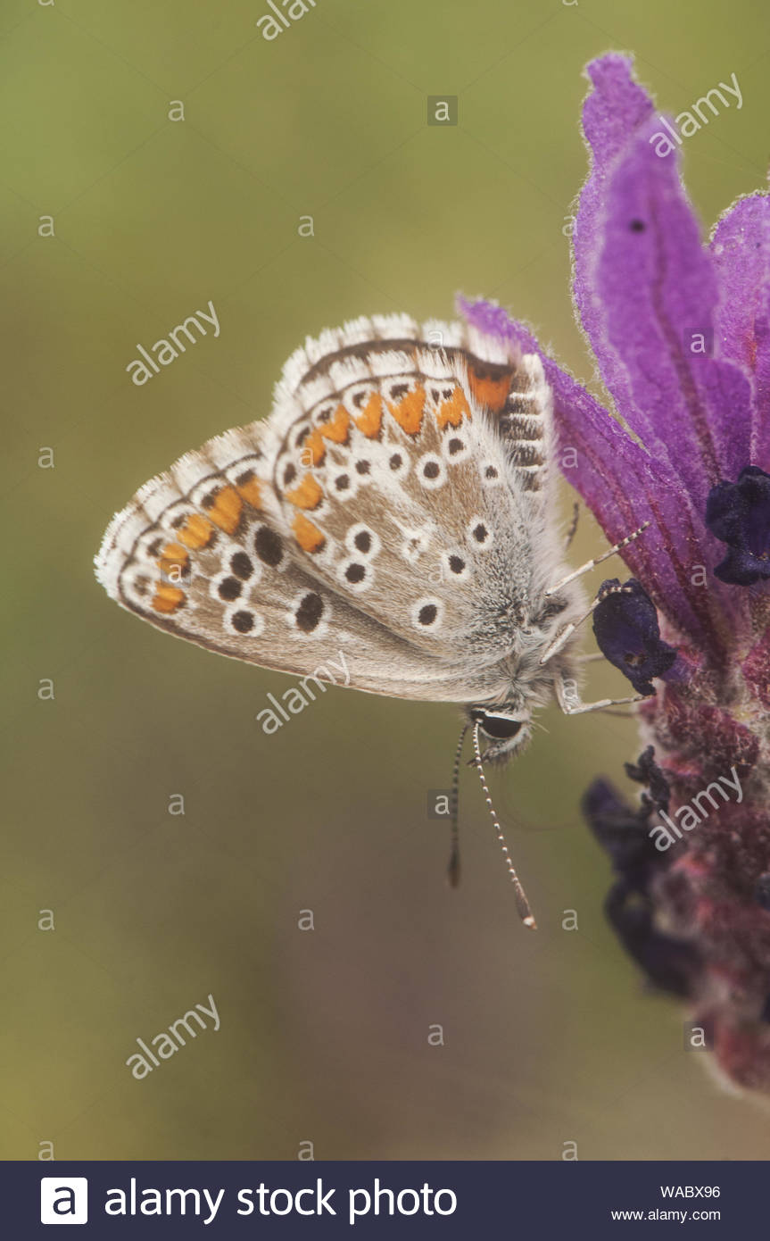Aricia Cramera The Southern Brown Argus Small Butterfly Of