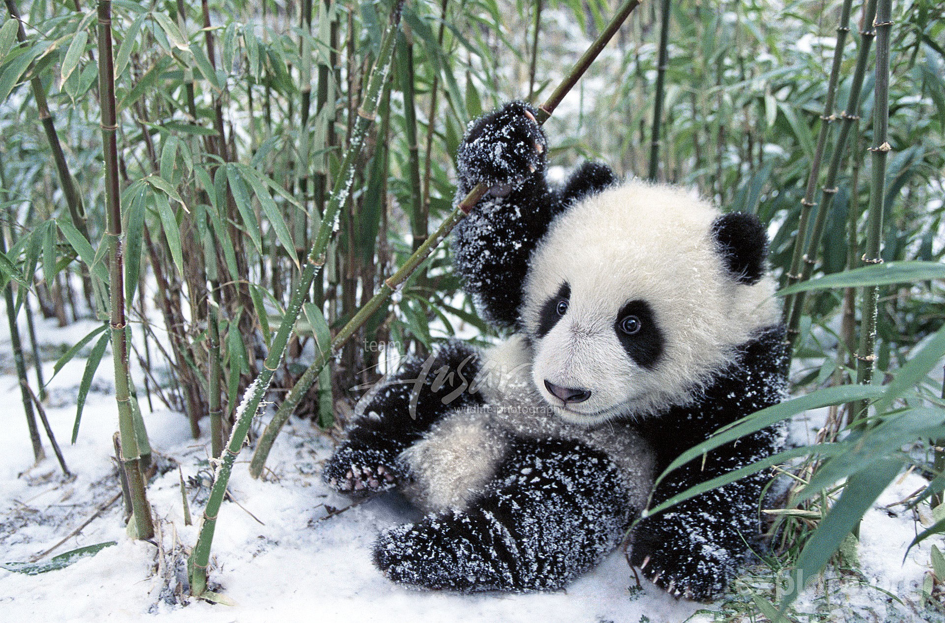 Panda Cubs in Snow   wallpaper