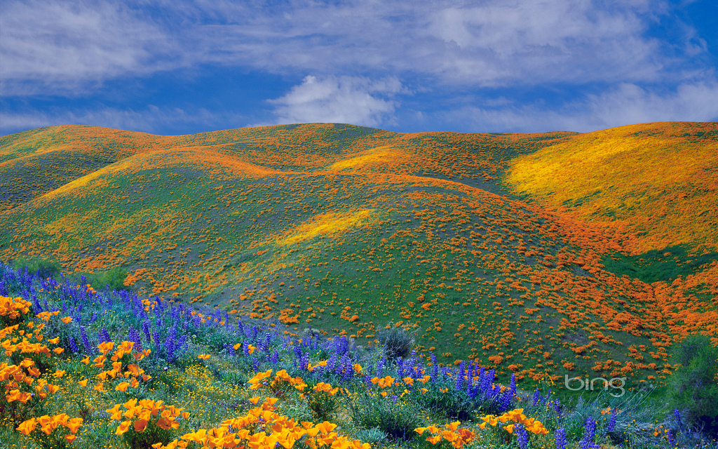Photosky Wallpaper Bing Spring Wildflowers Full Size
