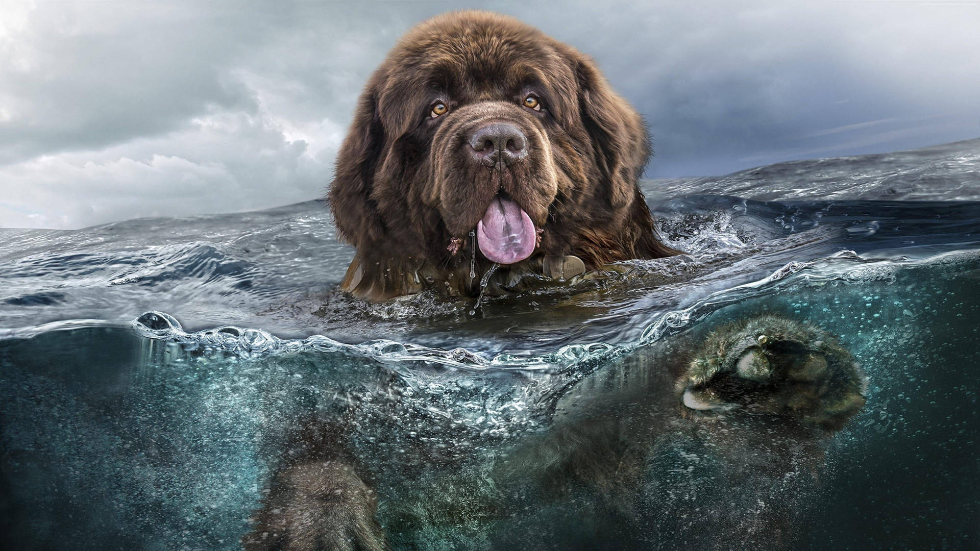 Big Dog Wallpaper