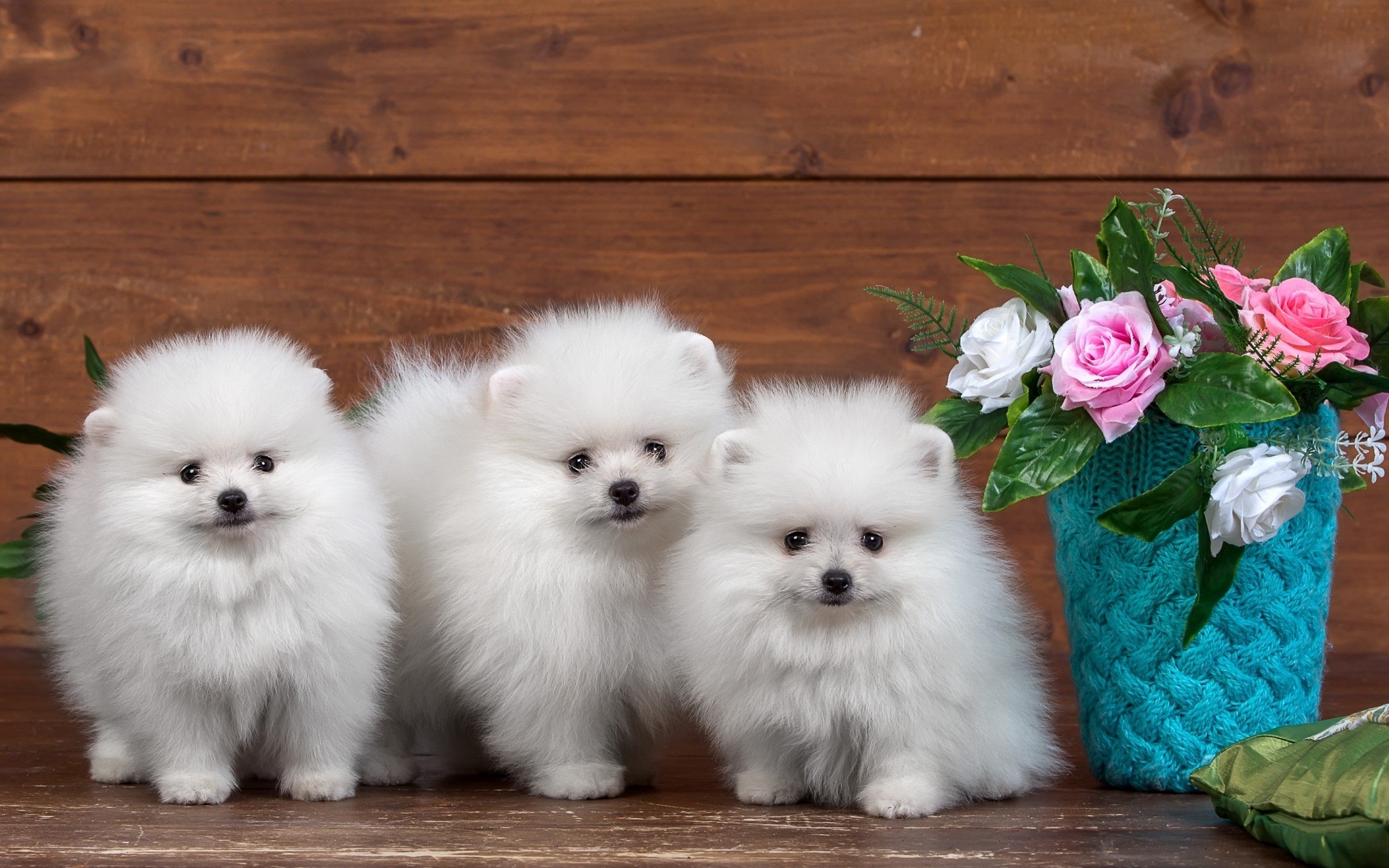Most Popular Pomeranian Wallpaper