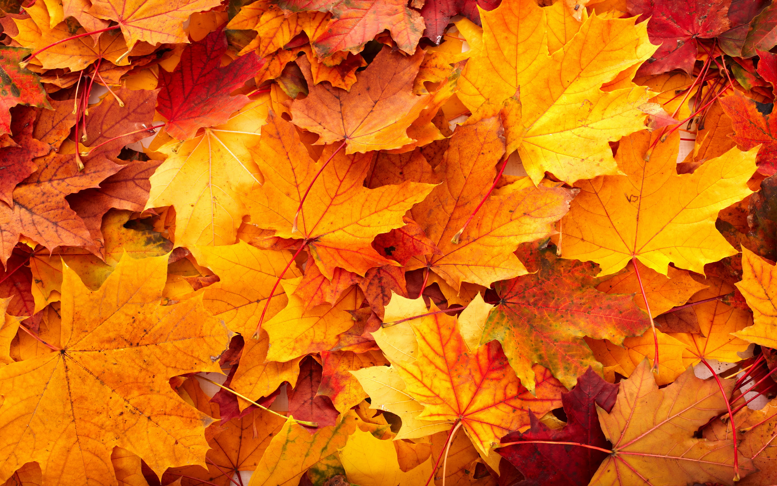 Fall Leaves Background Wallpaper