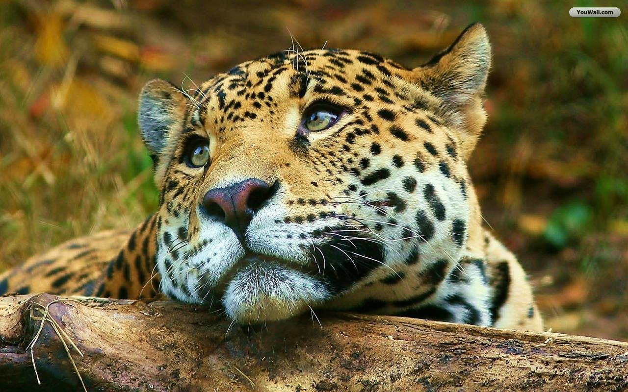 Leopard Wallpaper Photo Desktop