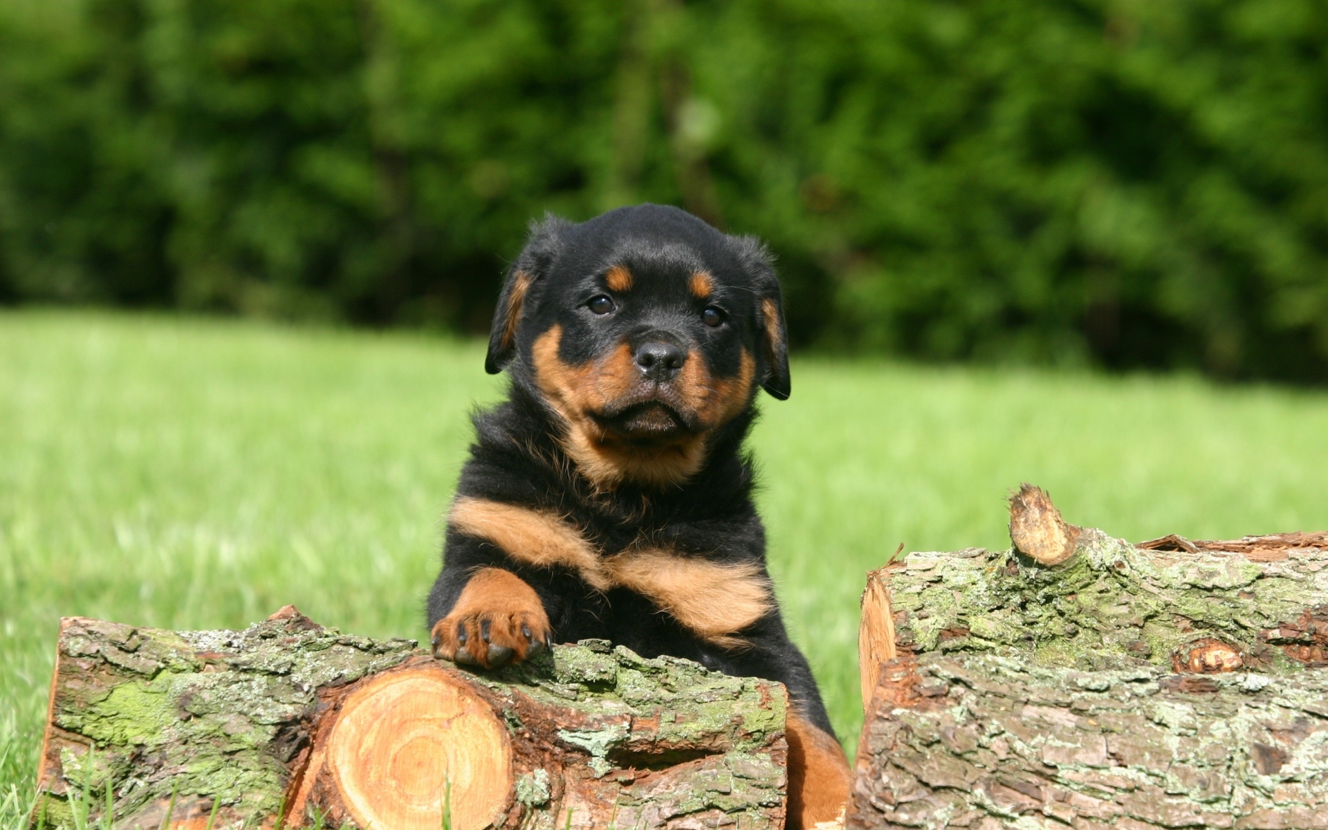 Related Pictures rottweiler puppies rottweiler stud dog rottweiler