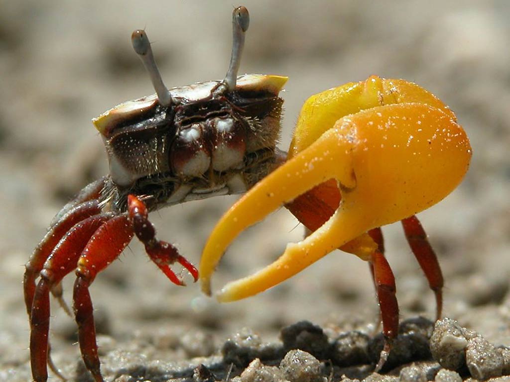 Fiddler Crabs Male Have A Huge Claw That They Wave Up And Down