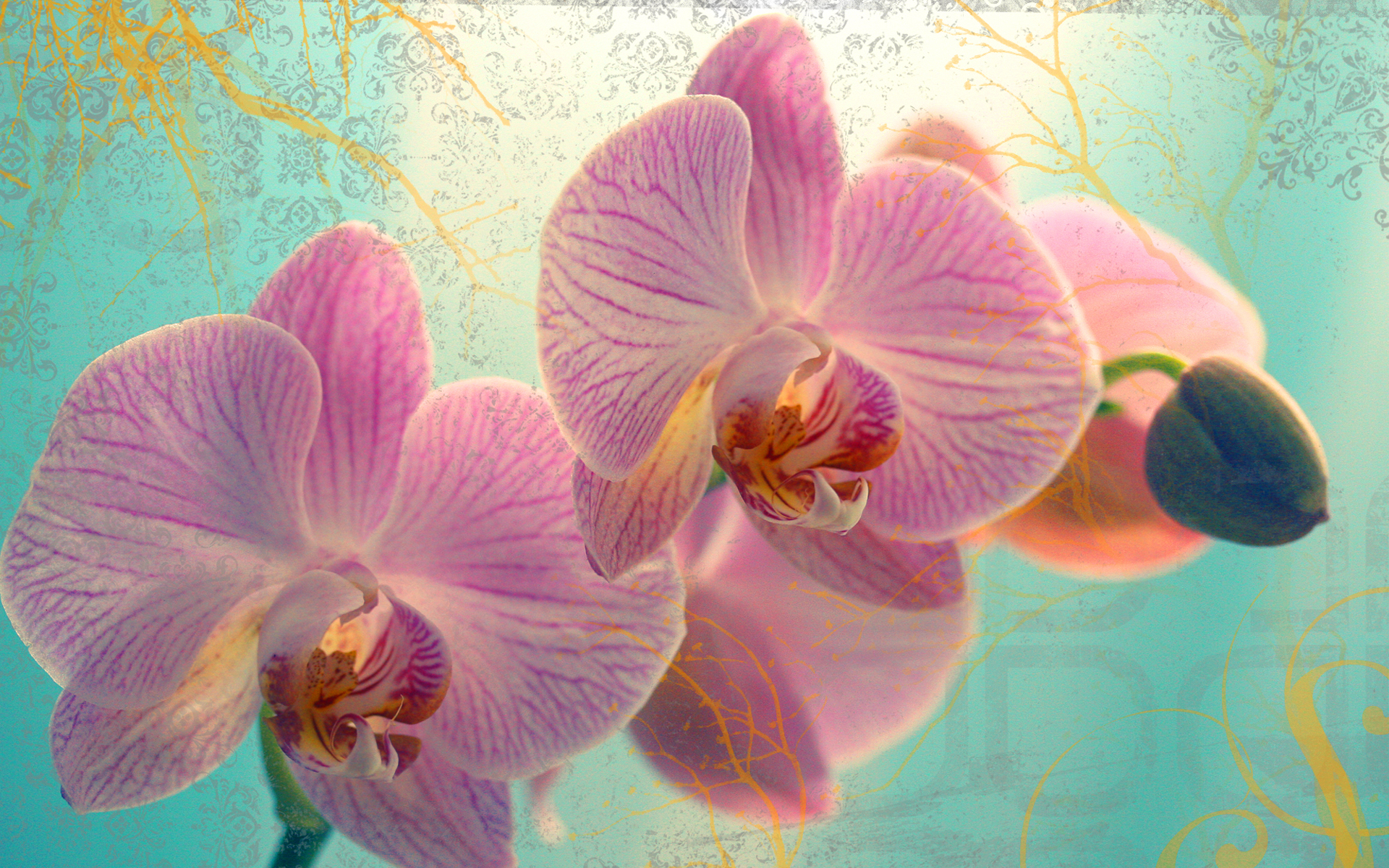 Desktop Orchid Background Postcard Media Resolution Full HD