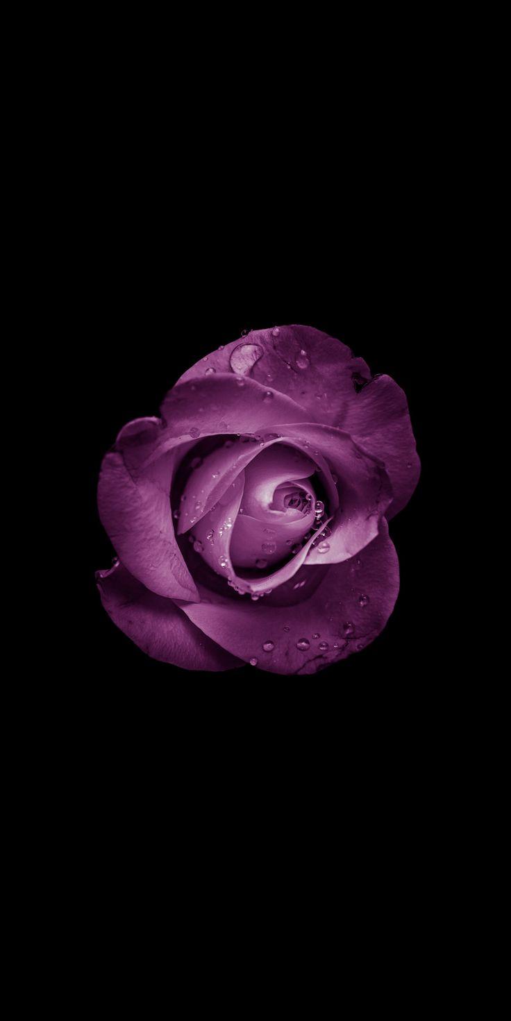 Minimal Rose Bud Purple Flower Wallpaper