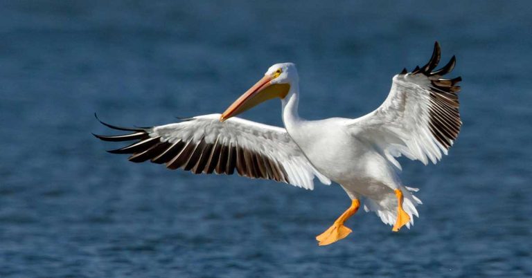 Pelican Wallpaper