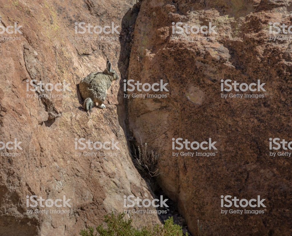 Viscacha Or Vizcacha In Rock Valley Of Bolivean Altiplano Potosi
