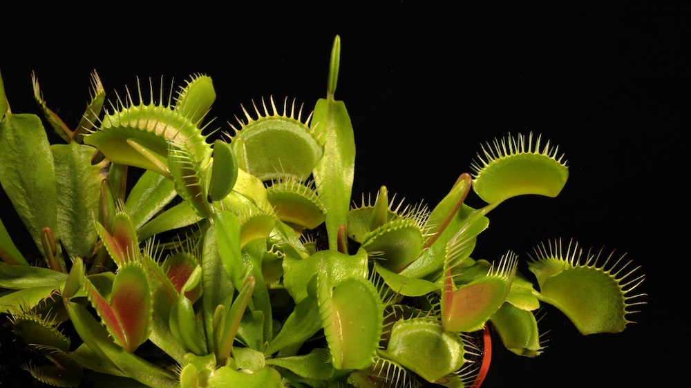 Carnivorous Plants Pictures Image