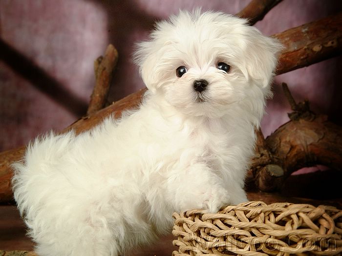 Wallpaper Cute White Puppies