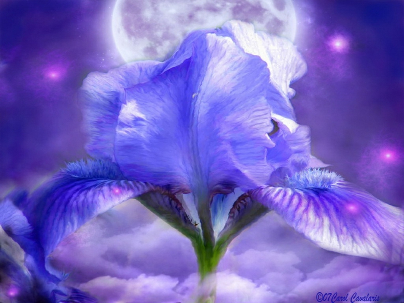 Flowers Iris In Moonlight Nature HD Desktop Wallpaper