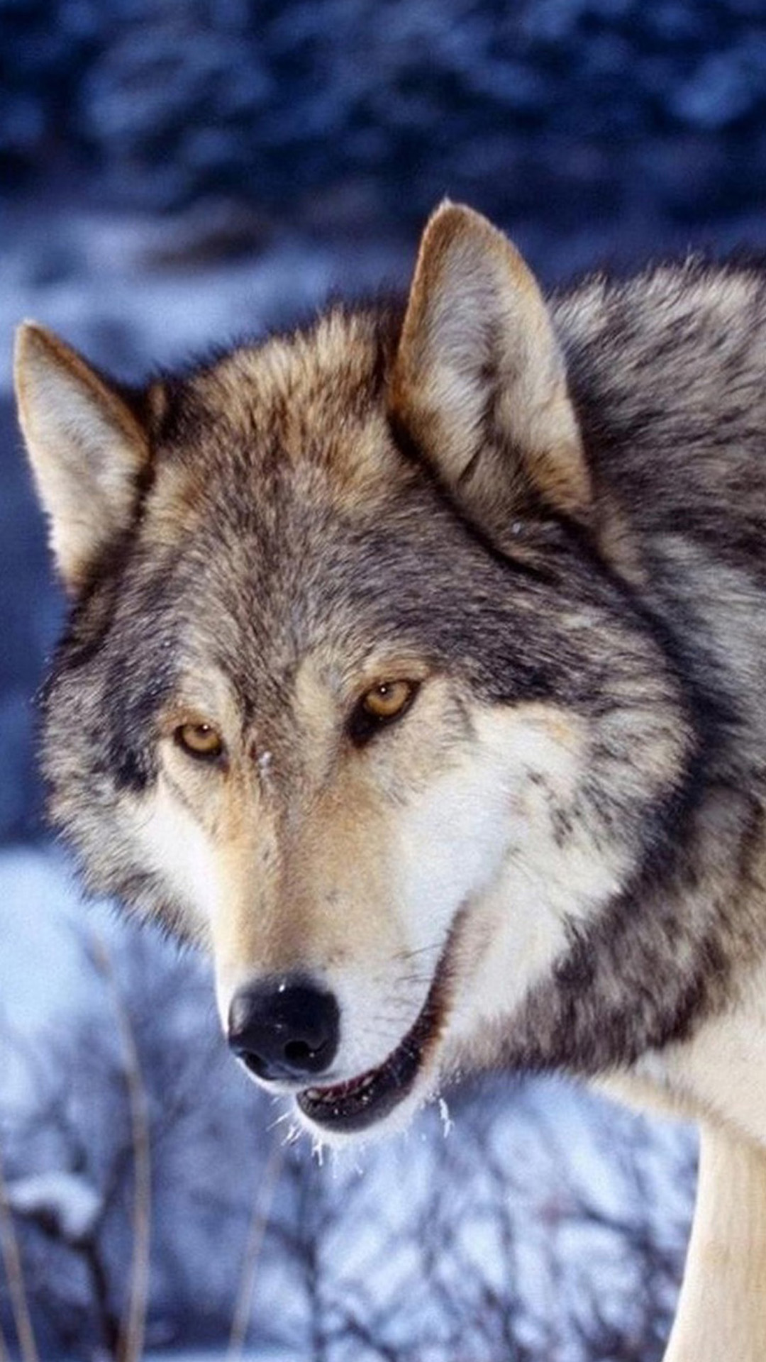 Animal iPhone Background Wallpaper