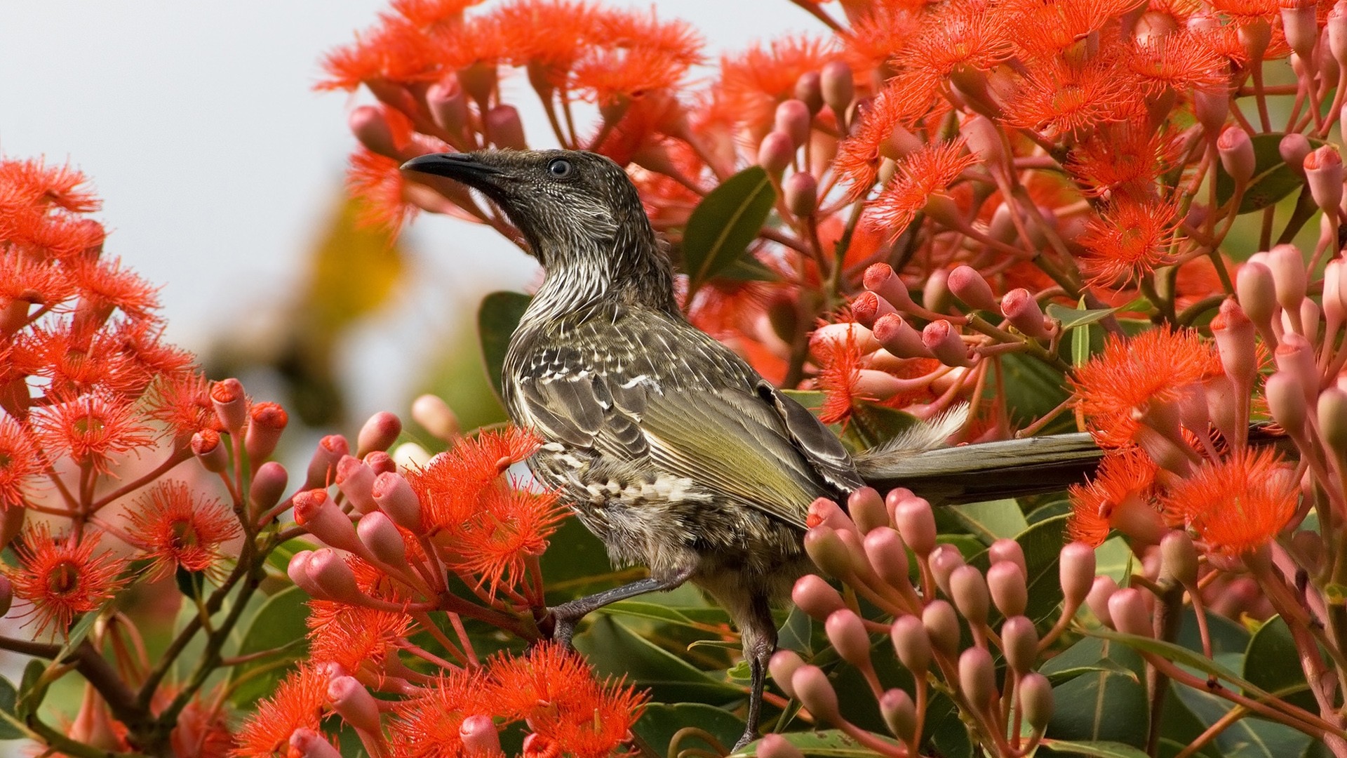 wallpaper birds and flowers which is under the birds wallpapers 1920x1080