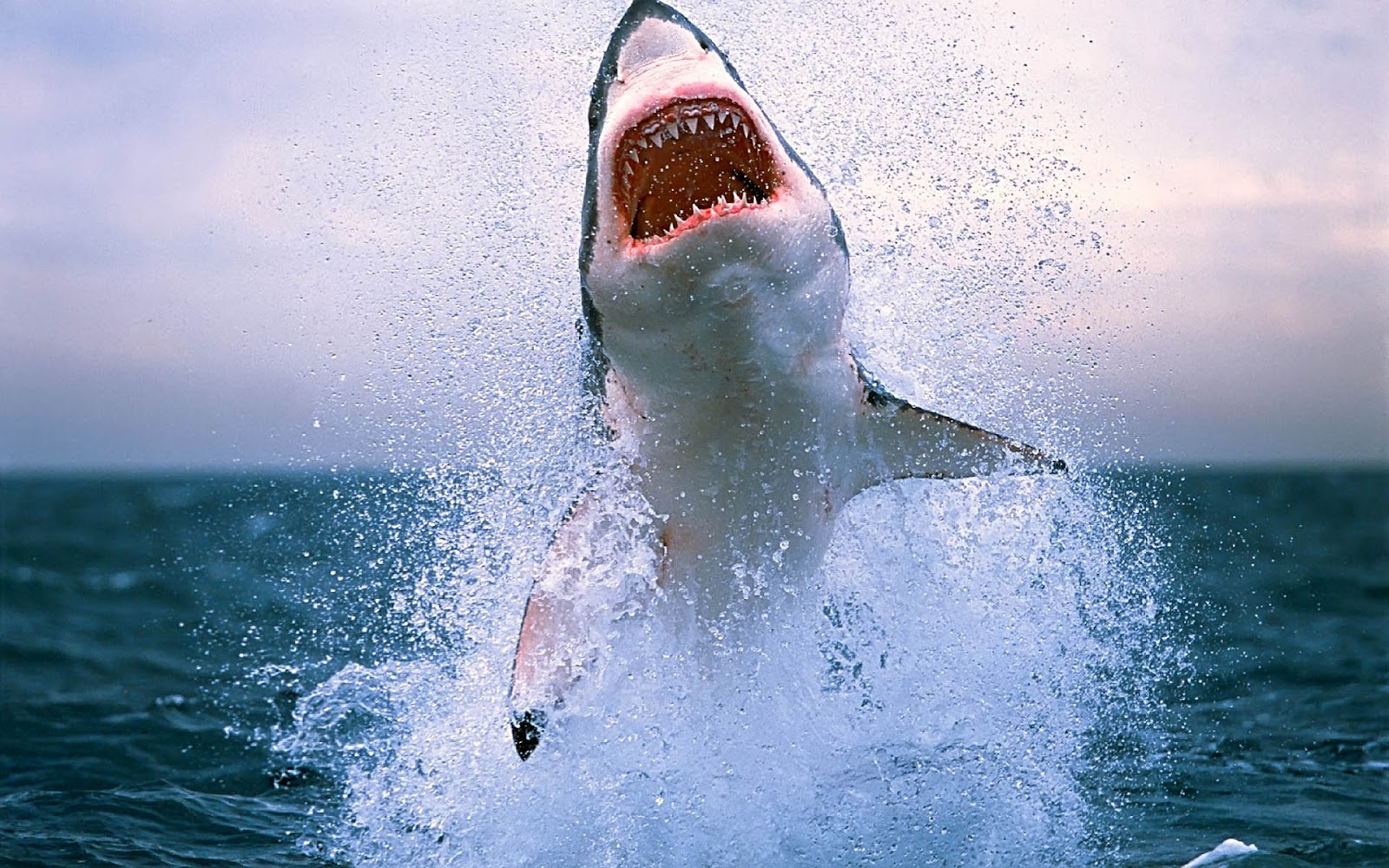HD Animal Wallpaper Of A Attacking Shark Jumping Out The Water