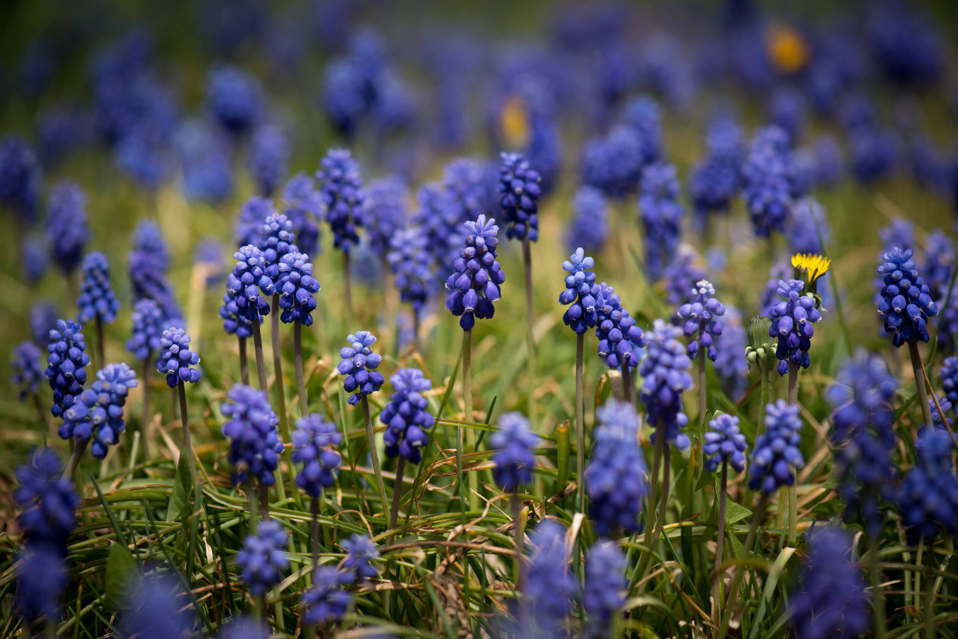 Top Hyacinth Wallpaper Full HD 4k To Use