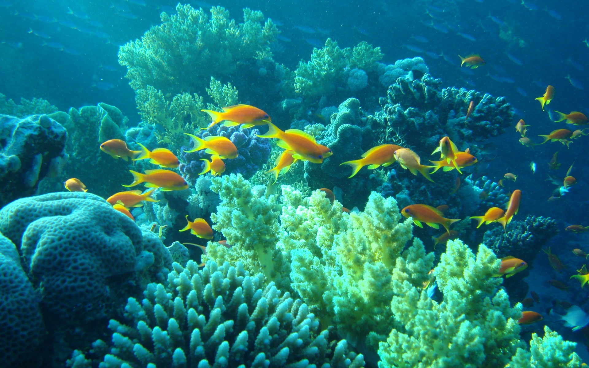 Underwater Egypt Sea Ocean Fishes Coral Tropical Wallpaper