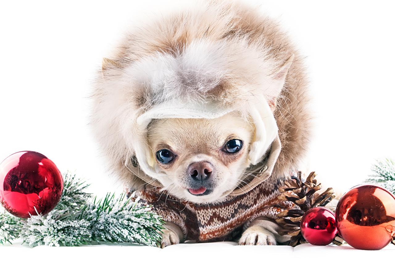 Desktop Wallpaper Chihuahua Dog Christmas Balls Conifer Cone Glance