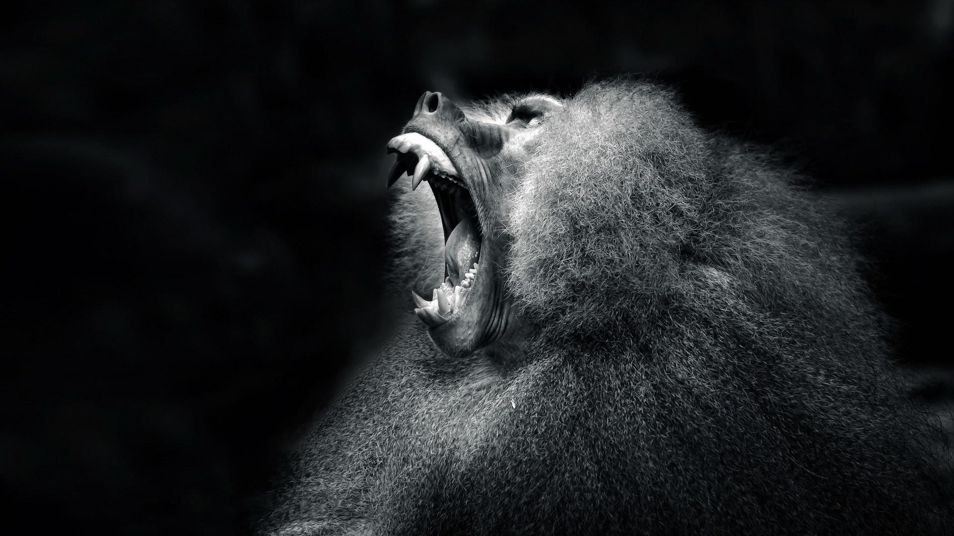 1103018 black monochrome photography monkey darkness mammal