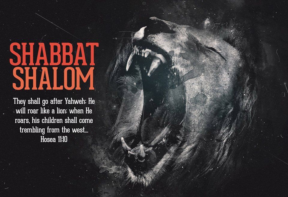 Shabbat Shalom Lion Wallpaper HD
