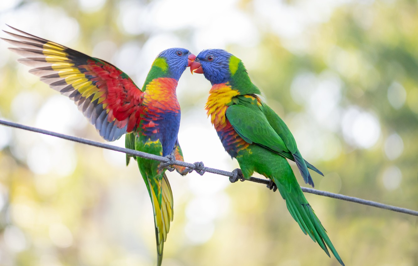 Wallpaper Birds Pair Parrots Green Fleur Walton Image