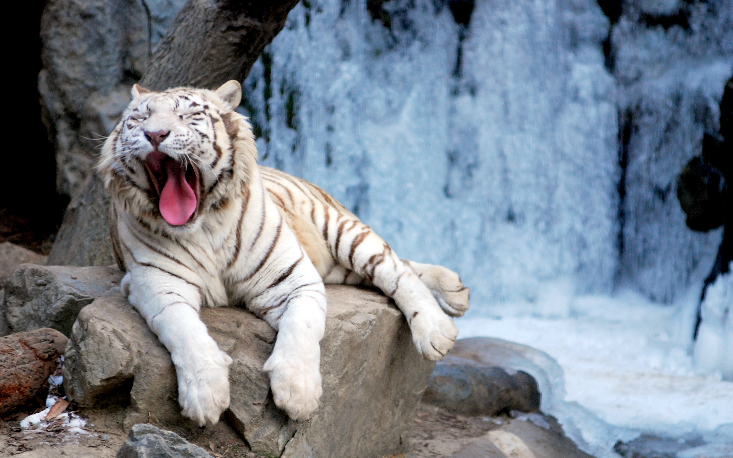 White Tiger Yawning Wallpaper