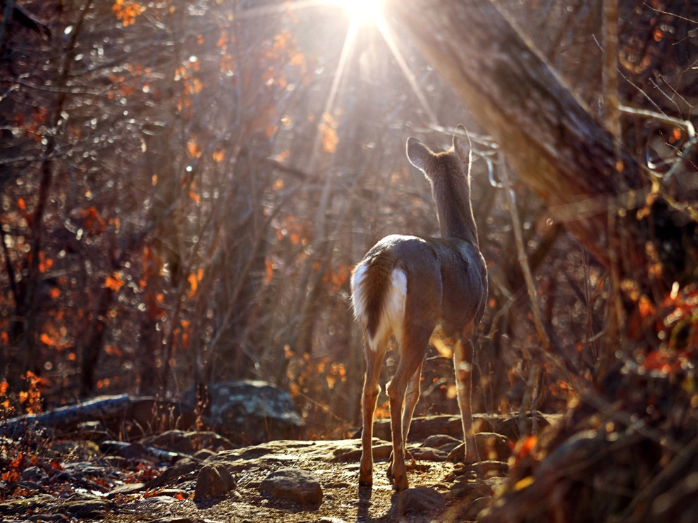 National Geographic Wallpaper Whitetail Deer Arkansas