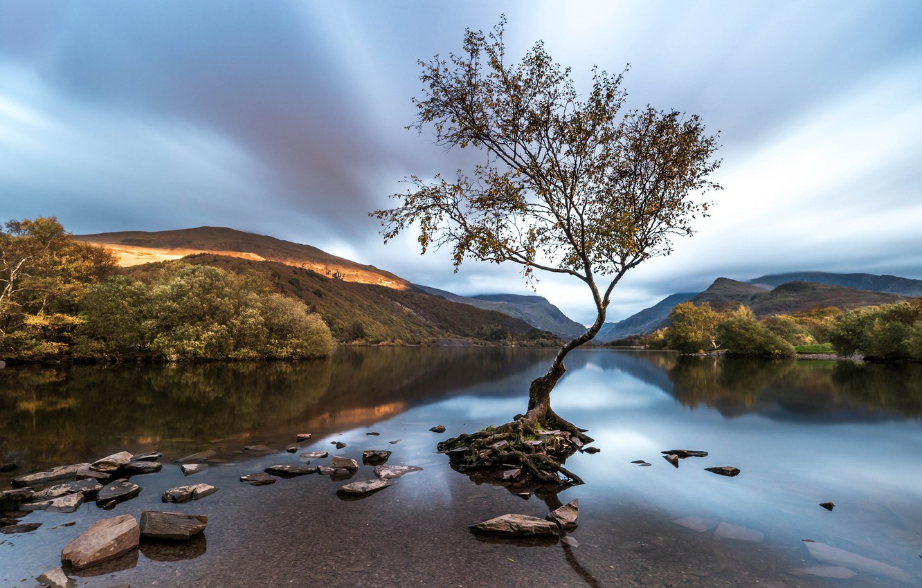 Wallpaper Tree Wales Snowdonia Llanberis Image For Desktop