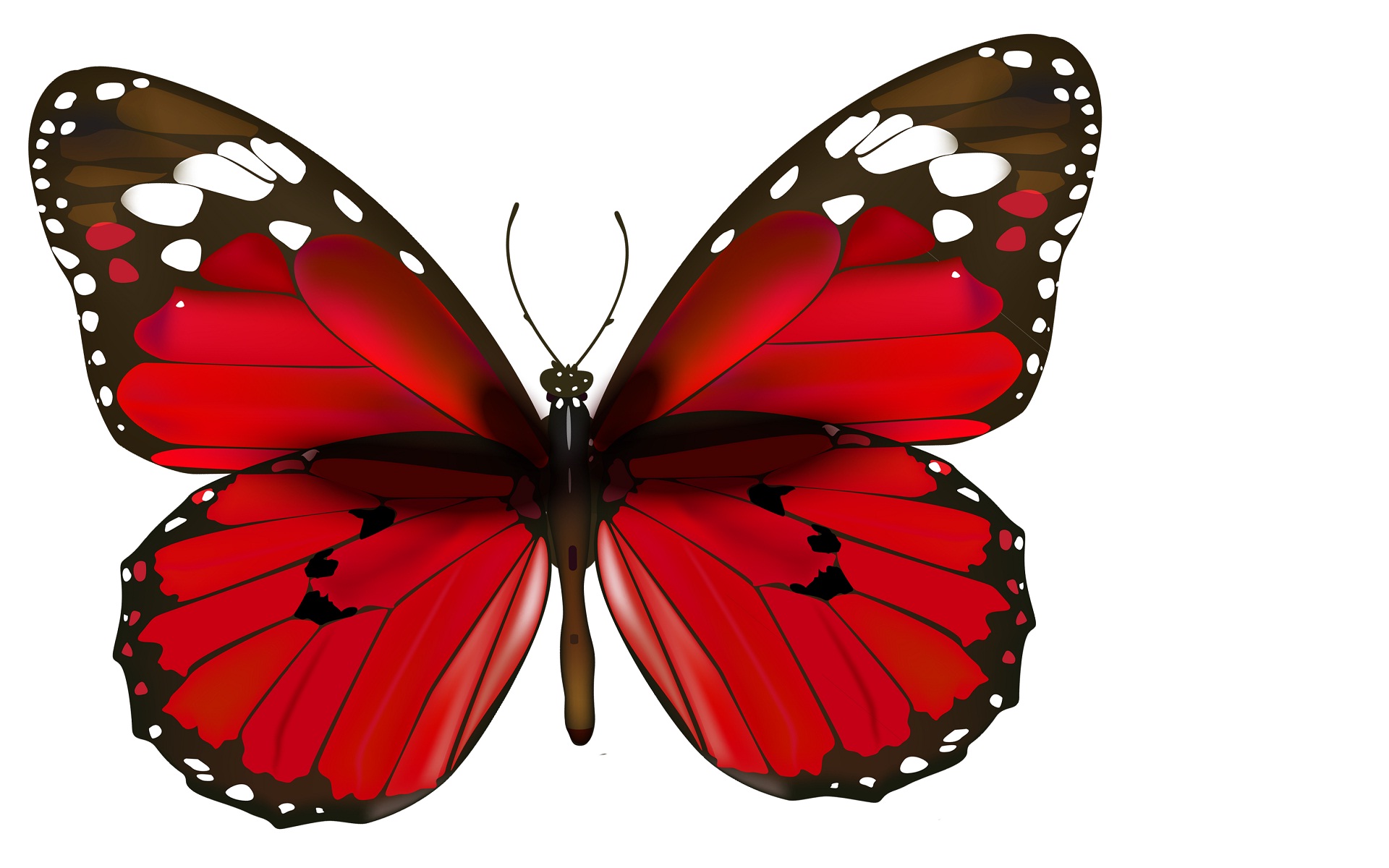Butterfly Most Beautiful Desktop Wallpaper HD Rocks