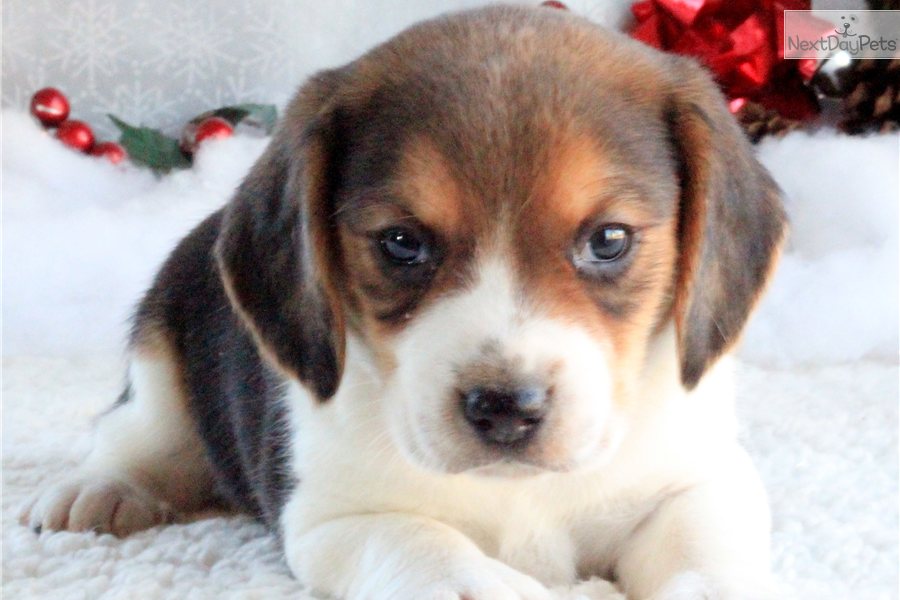 Beagle Puppy For Sale Near Southeast Missouri D528c278