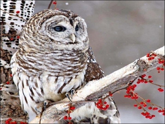Snowy Owl Wallpaper Screensavers Snow owl more info