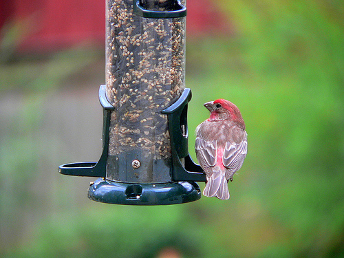 House Finch On Bird Feeder PC Android iPhone and iPad Wallpapers