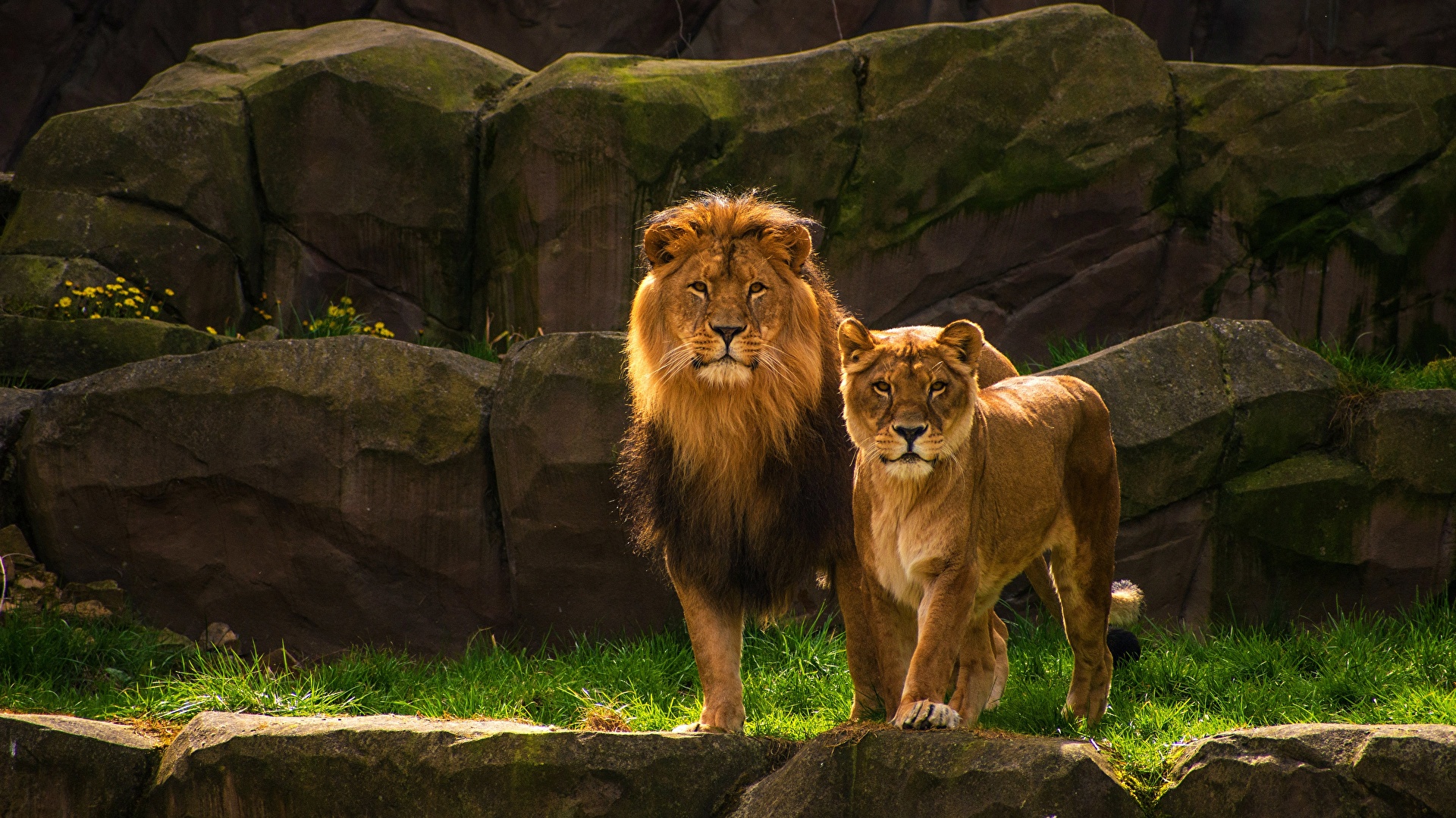 Desktop Wallpaper Lions Lioness Two Animals