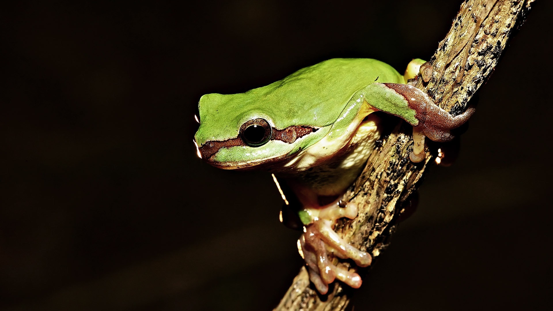 Frog on tree   High Definition Wallpapers   HD wallpapers 1920x1080