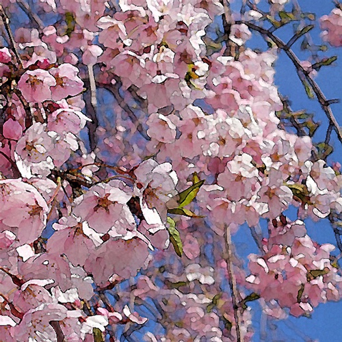 Cherry Blossoms iPhone Background
